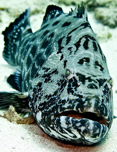 Epinephelus itajara (Cernia gigante)